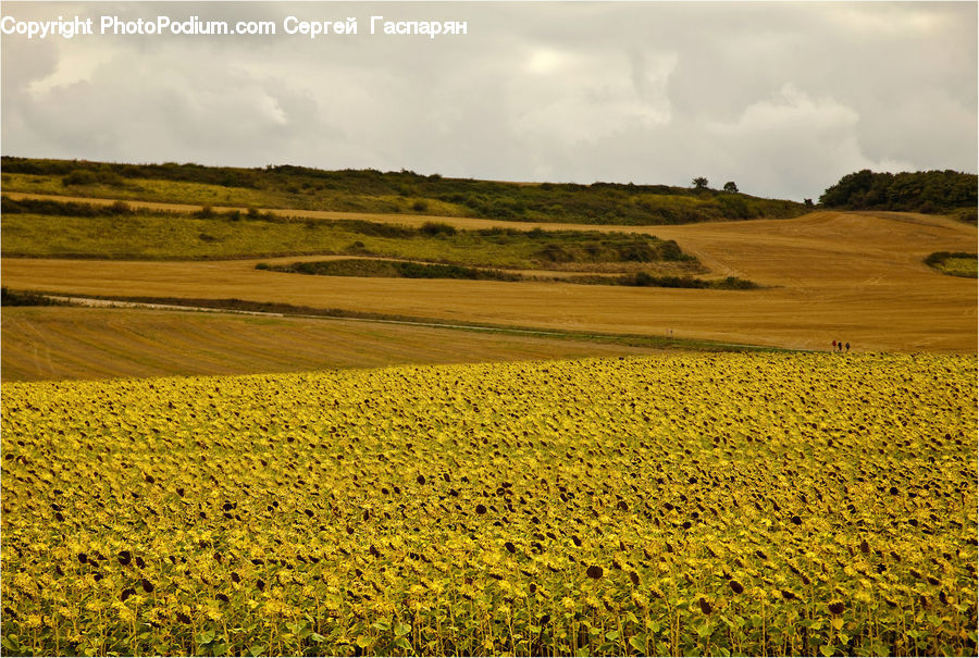 Field, Nature, Outdoors, Grain, Wheat