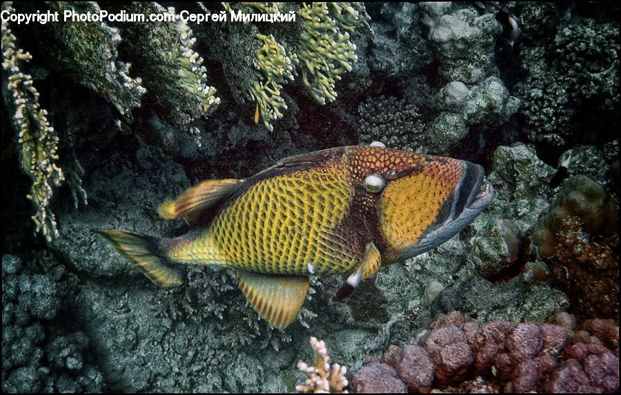 Fish, Sea Life, Angelfish, Coral Reef, Outdoors, Reef, Sea