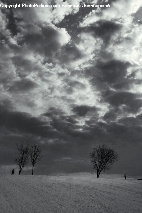 Plant, Tree, Outdoors, Sand, Soil, Fog, Sky