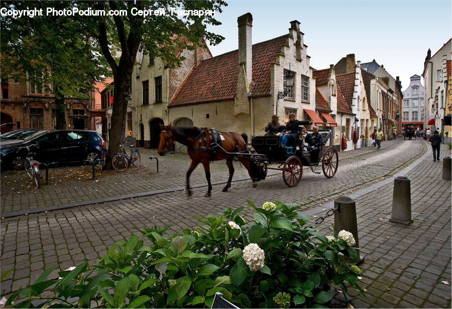 Animal, Horse, Mammal, Carriage, Horse Cart, Vehicle, Automobile