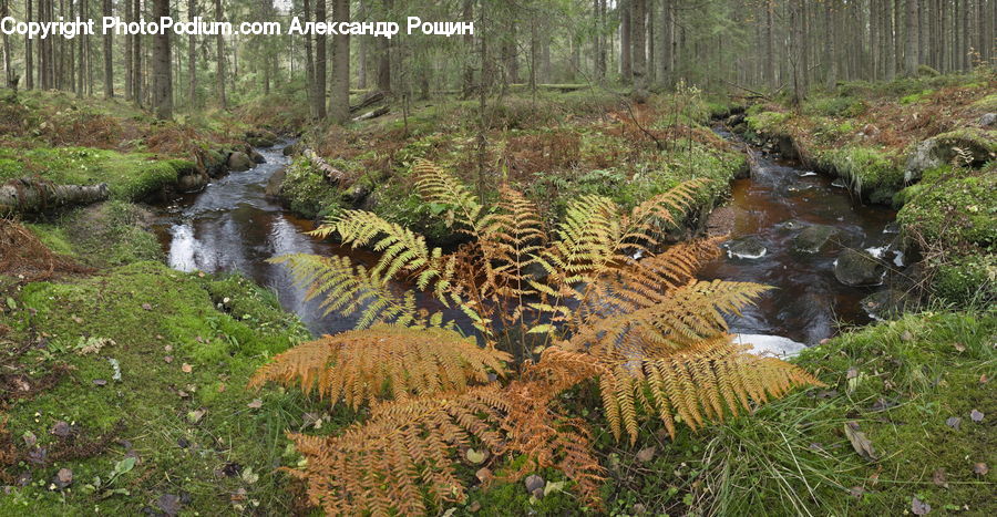Conifer, Fir, Plant, Tree, Forest, Vegetation, Jungle