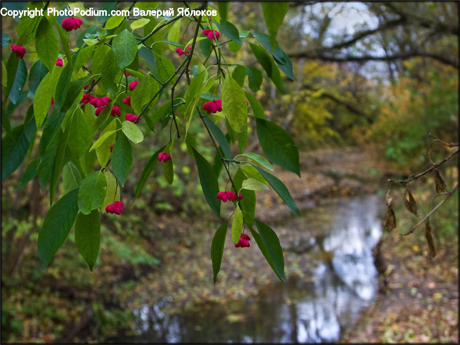 Blossom, Flora, Flower, Plant, Land, Marsh, Pond