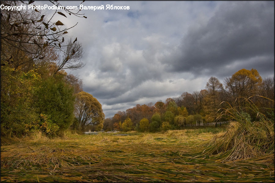 Field, Grass, Grassland, Land, Outdoors, Dirt Road, Gravel