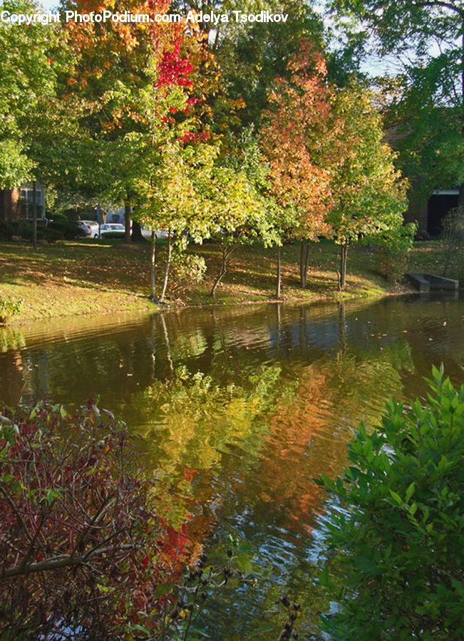 Outdoors, Pond, Water, Lake, Canal, River, Bush