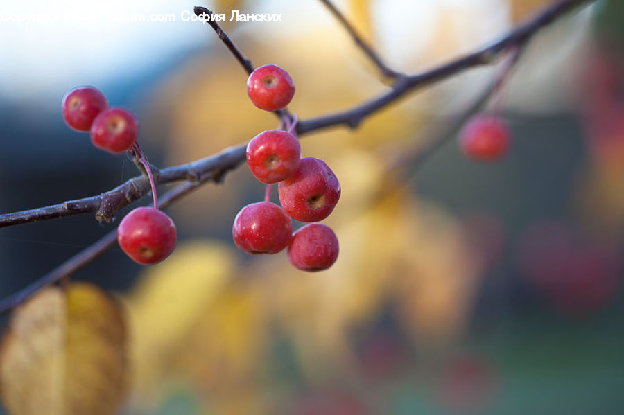 Fruit, Grapes, Plum, Cherry