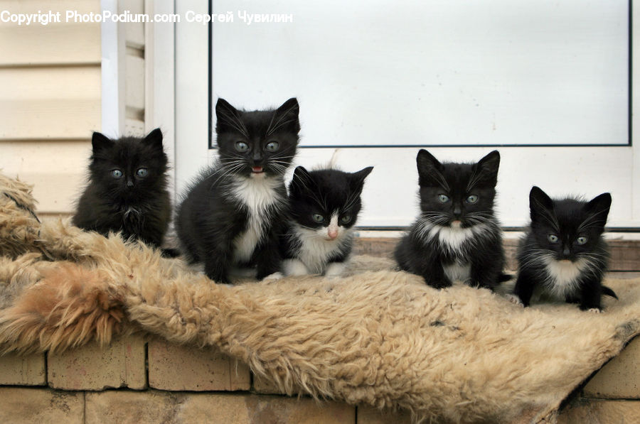 Animal, Cat, Kitten, Mammal, Pet, Manx, Adorable