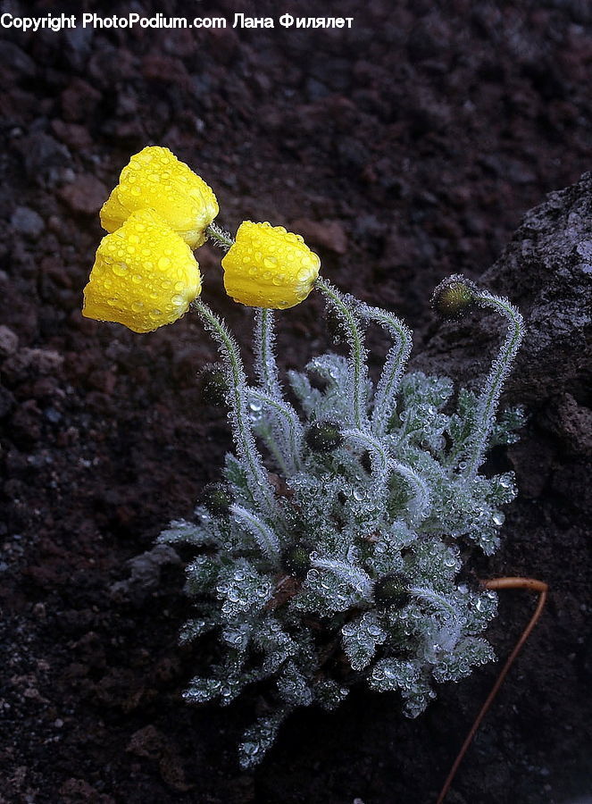 Blossom, Daffodil, Flora, Flower, Plant, Weed, Asteraceae