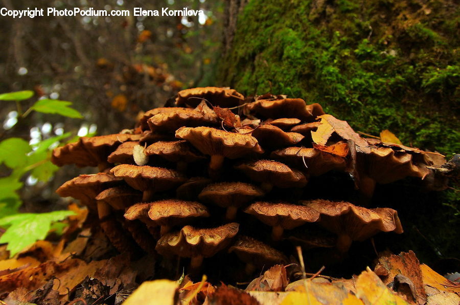Agaric, Amanita, Fungus, Mushroom, Plant, Conifer, Fir