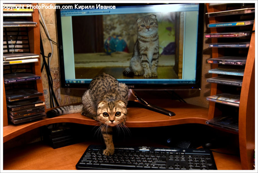 Electronics, Keyboard, Animal, Cat, Mammal, Pet, Book
