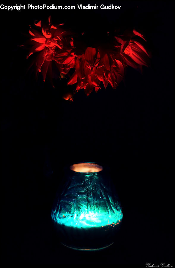Fireworks, Night, Blossom, Flora, Flower, Petal, Plant