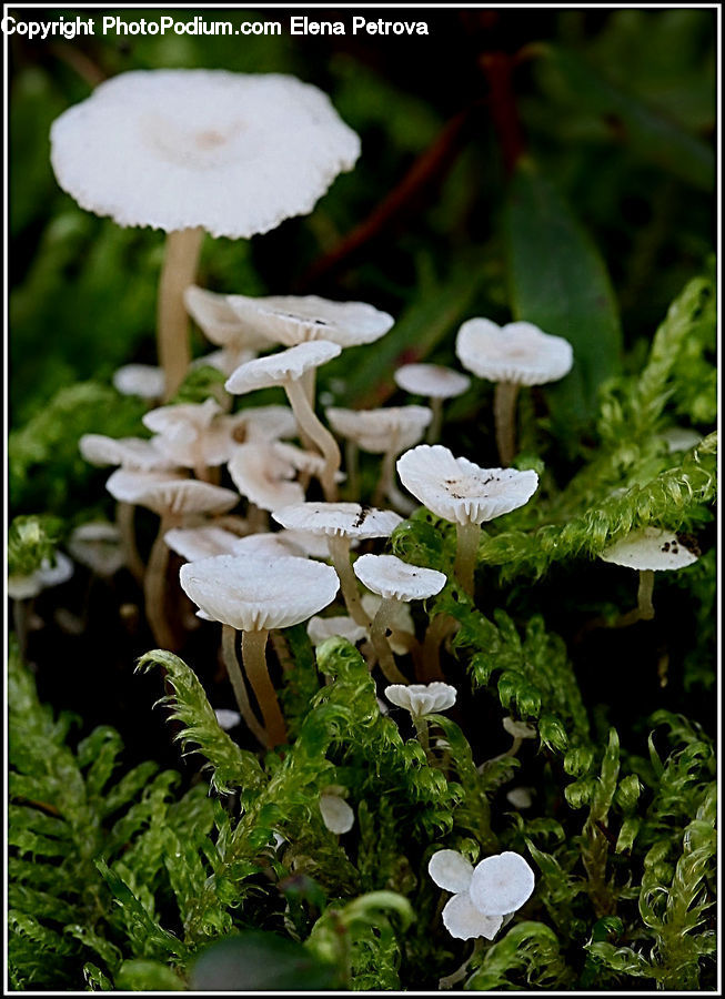 Blossom, Flora, Flower, Geranium, Plant, Agaric, Amanita