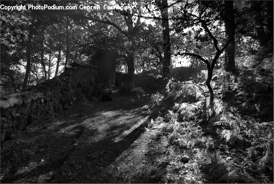Forest, Vegetation, Oak, Tree, Wood, Plant, Grove
