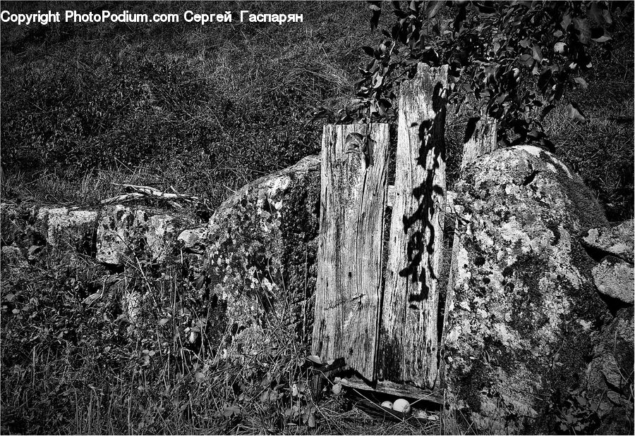 Tomb, Ivy, Plant, Vine, Ruins, Outdoors, Forest