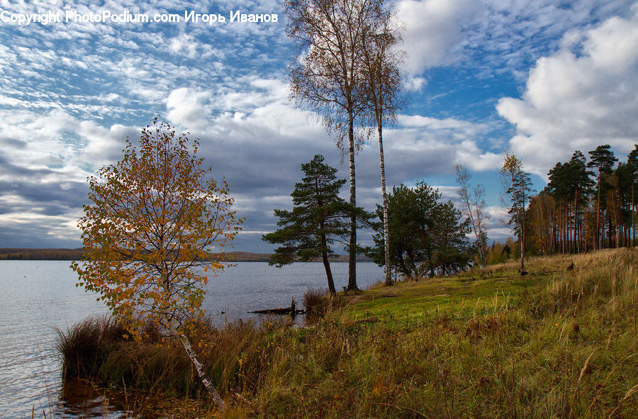 Birch, Tree, Wood, Land, Marsh, Outdoors, Swamp