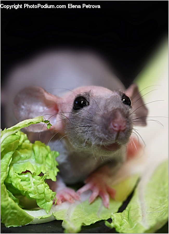 Animal, Mammal, Rat, Rodent