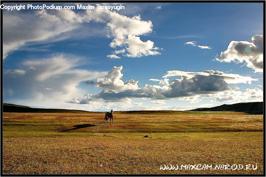 Field, Grass, Grassland, Land, Outdoors, Azure Sky, Cloud