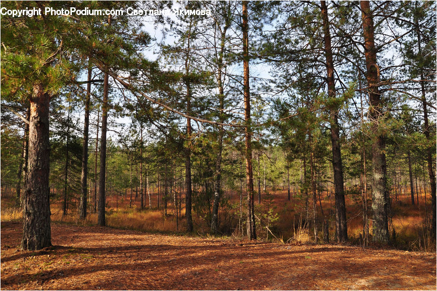Forest, Vegetation, Grove, Land, Conifer, Fir, Plant