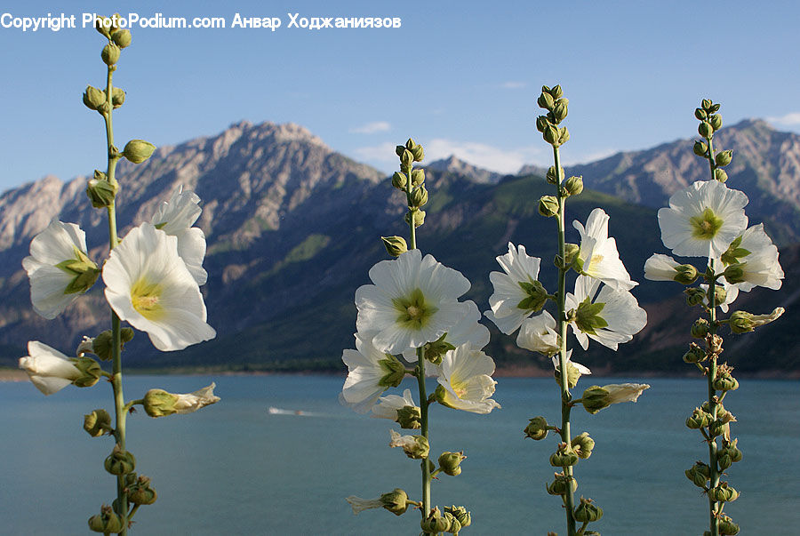 Fiber, Flax, Flora, Flower, Plant, Blossom, Daffodil