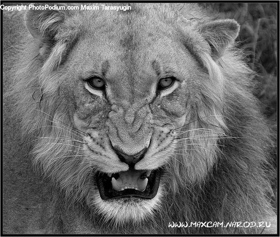 Animal, Lion, Wildlife