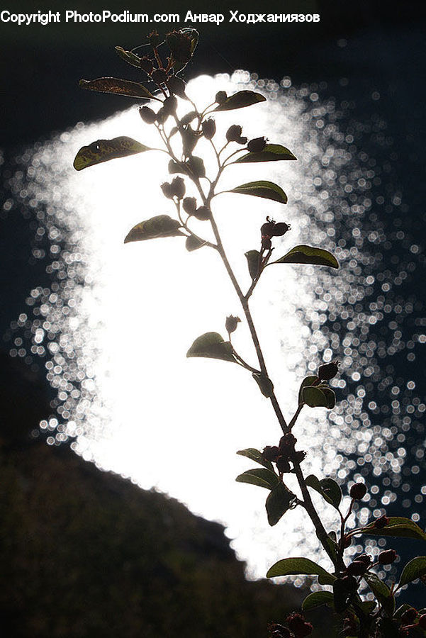Blossom, Flora, Flower, Plant, Flare, Light, Sunlight