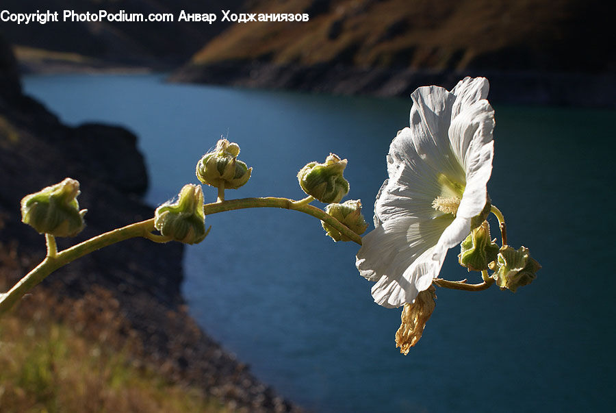 Bud, Plant, Blossom, Flora, Flower, Hibiscus, Poppy