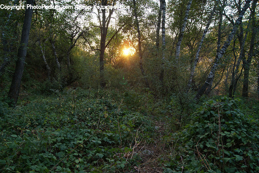 Forest, Vegetation, Grove, Land, Jungle, Rainforest, Bush