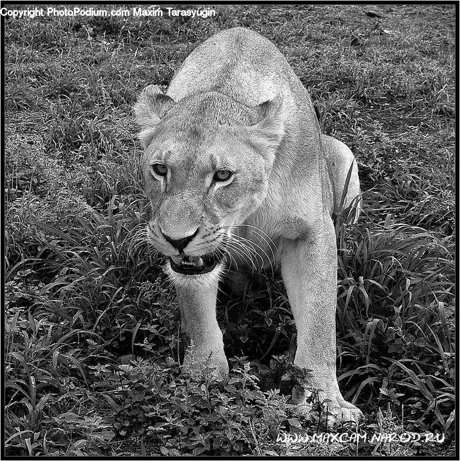 Animal, Cougar, Lion, Puma, Zoo, Wildlife