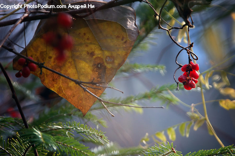 Blossom, Flora, Flower, Geranium, Plant, Cherry, Conifer
