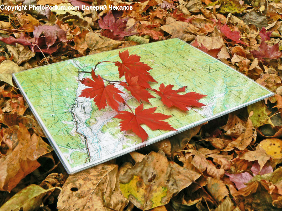 Maple, Maple Leaf, Plant, Tree, Wood, Spice, Coffee Table