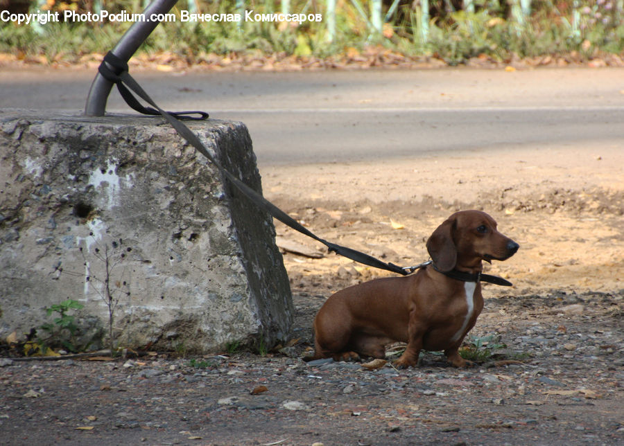 Animal, Beagle, Canine, Dog, Hound, Mammal, Pet