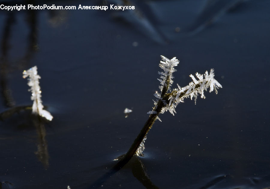 Conifer, Fir, Plant, Tree, Frost, Ice, Outdoors