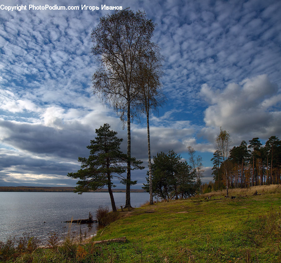Plant, Tree, Field, Grass, Grassland, Land, Outdoors