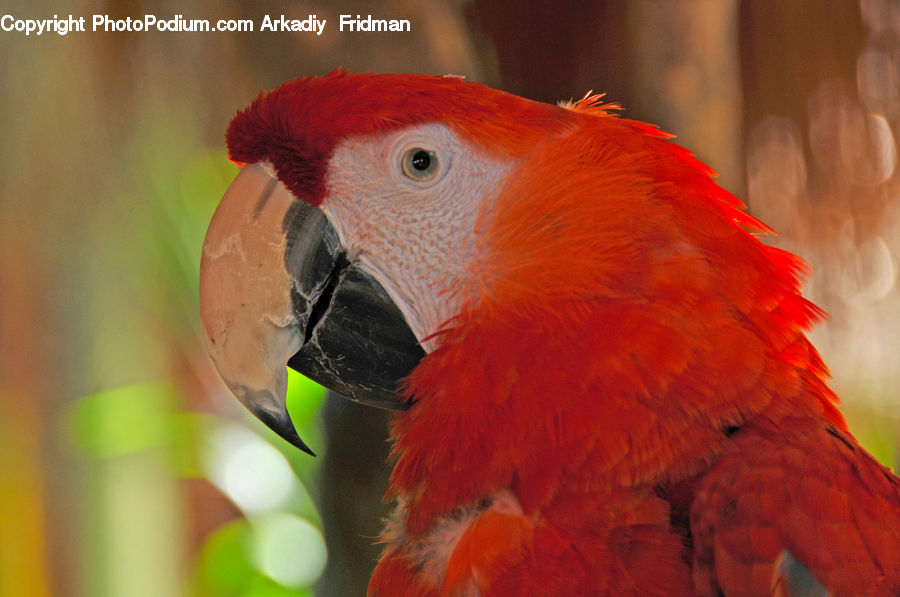 Bird, Macaw, Parrot, Beak