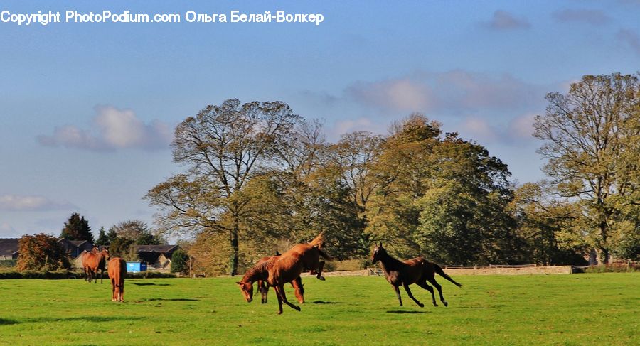 Animal, Colt Horse, Foal, Horse, Mammal, Field, Grass