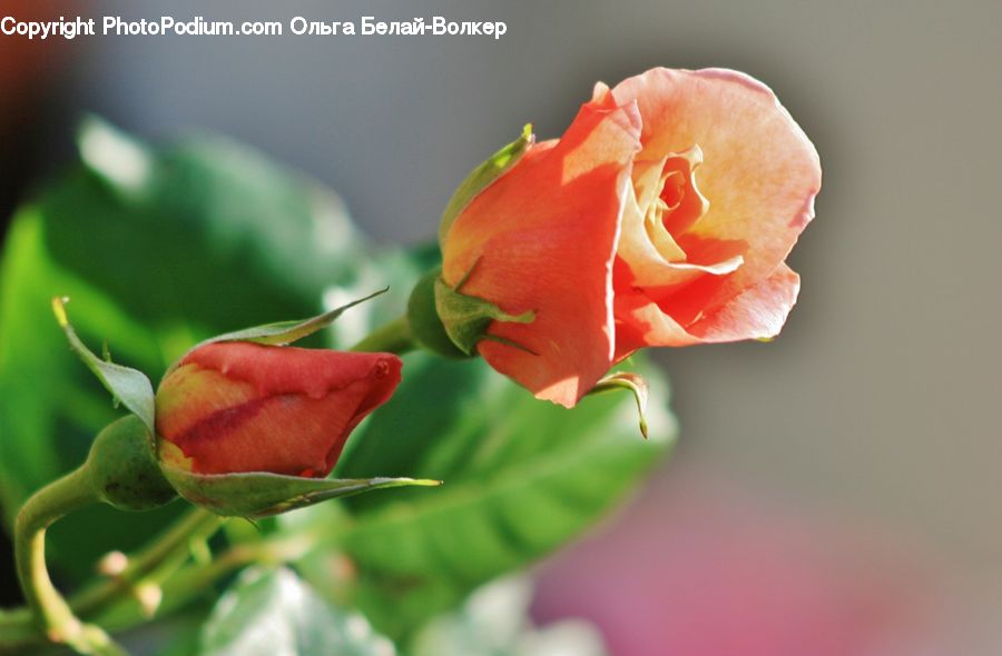 Bud, Plant, Blossom, Flower, Rose, Flora, Geranium