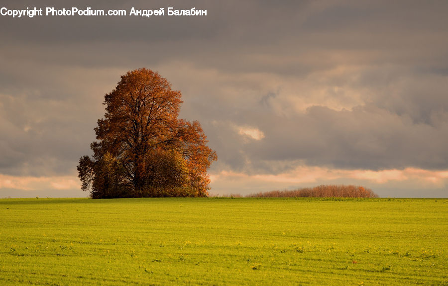 Plant, Tree, Field, Grass, Grassland, Land, Outdoors
