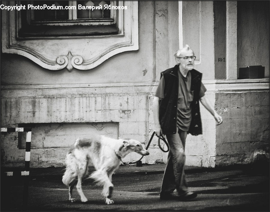 People, Person, Human, Angus, Animal, Bull, Mammal
