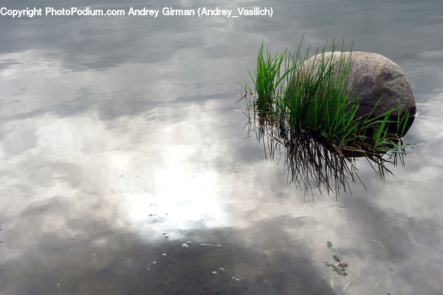 Arecaceae, Coconut, Grass, Plant, Reed, Land, Marsh