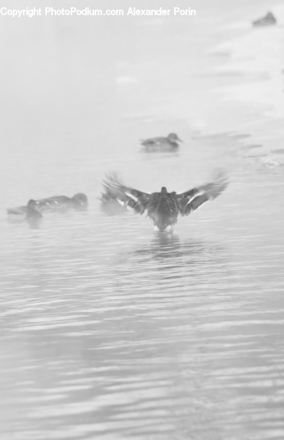 Bird, Seagull, Outdoors, Ripple, Water, Waterfowl, Sea