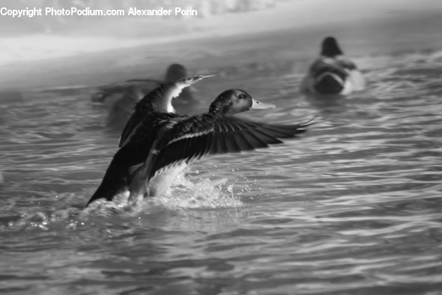People, Person, Human, Bird, Cormorant, Waterfowl, Outdoors