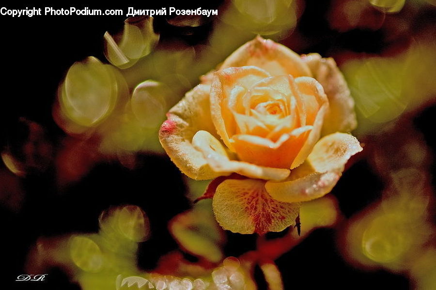 Blossom, Flower, Plant, Rose, Flora, Petal, Flower Arrangement