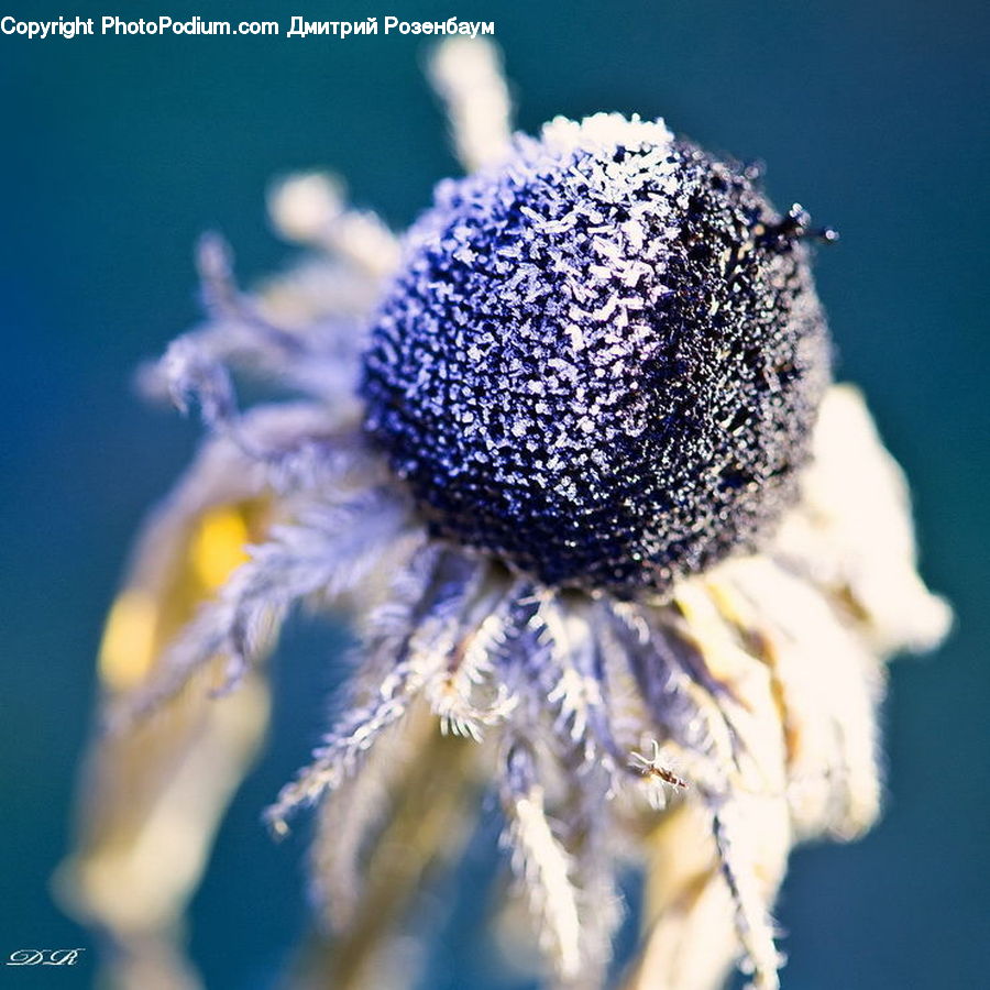 Flora, Pollen, Blossom, Flower, Plant, Fruit, Daisies