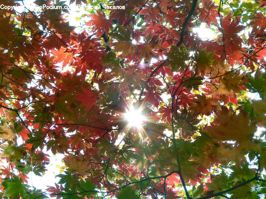 Maple, Tree, Wood, Leaf, Plant, Flare, Light