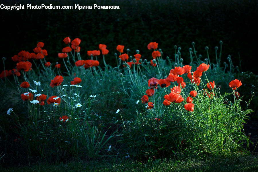 Blossom, Flora, Flower, Plant, Poppy, Field, Grass
