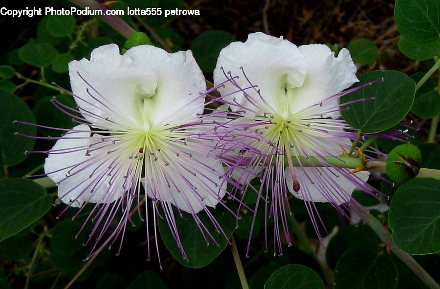 Blossom, Flora, Flower, Plant, Geranium, Petal, Vine
