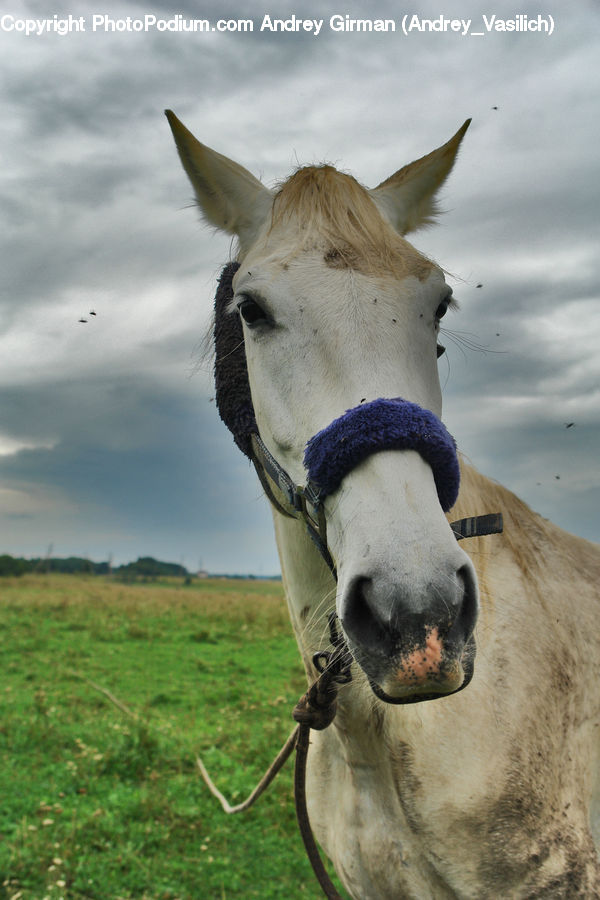 Animal, Donkey, Colt Horse, Foal, Horse, Mammal
