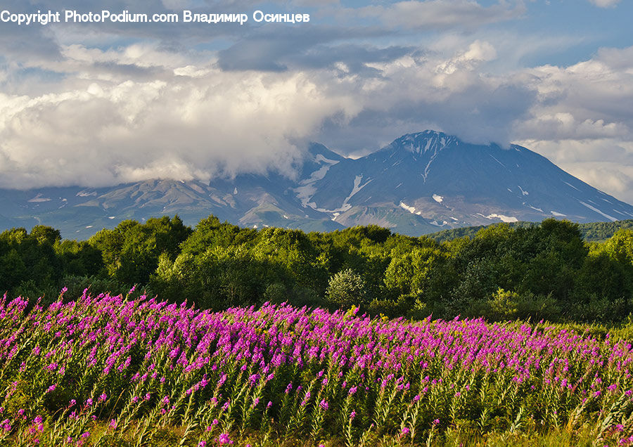 Blossom, Crocus, Flora, Flower, Plant, Field, Nature