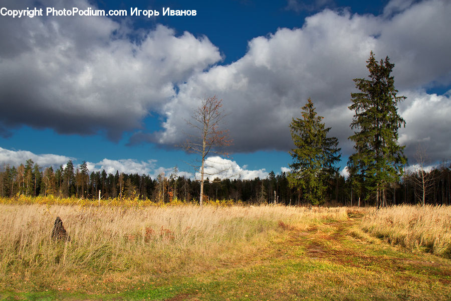 Field, Grass, Grassland, Land, Outdoors, Conifer, Fir