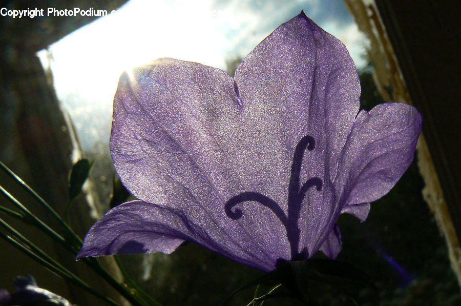 Blossom, Flora, Flower, Geranium, Plant, Iris, Crocus