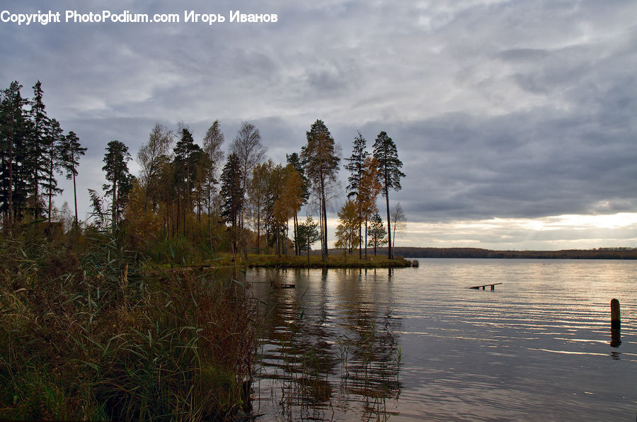 Land, Marsh, Outdoors, Swamp, Water, Flood, Field